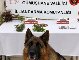 Kürtün’de Kenevir ve Kubar Esrar Ele Geçirildi