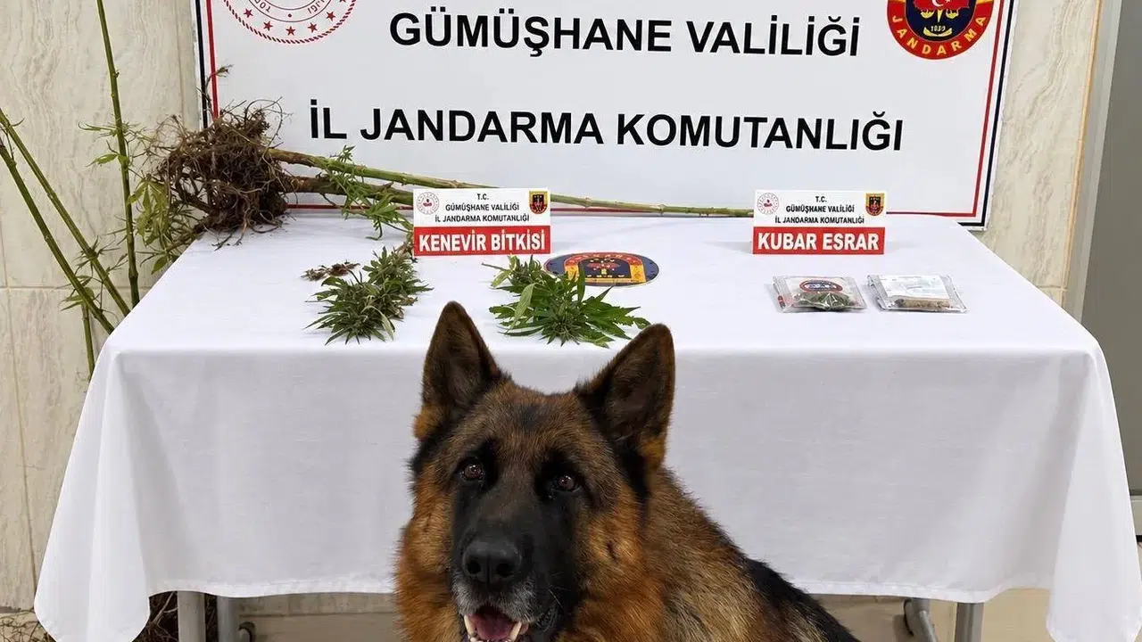 Kürtün’de Kenevir ve Kubar Esrar Ele Geçirildi
